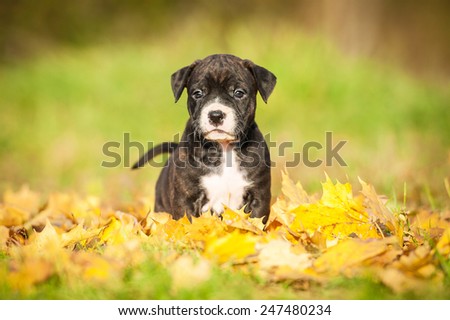 Little puppy sitting on the leaves in autumn