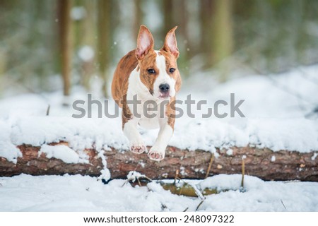 American staffordshire terrier puppy jumping over a tree