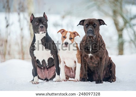 Three trained dogs sitting together