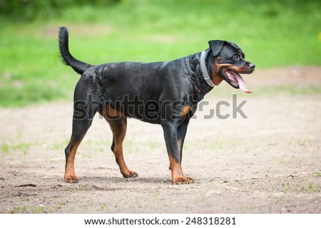 Rottweiler dog
