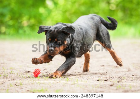Rottweiler dog playing with a ball