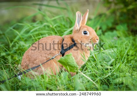 Little red rabbit walking on the lead in summer