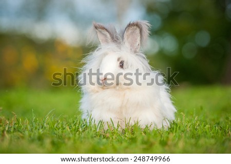 Beautiful fluffy white angora rabbit sitting outdoors in summer