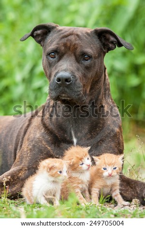 American staffordshire terrier dog protecting little kittens