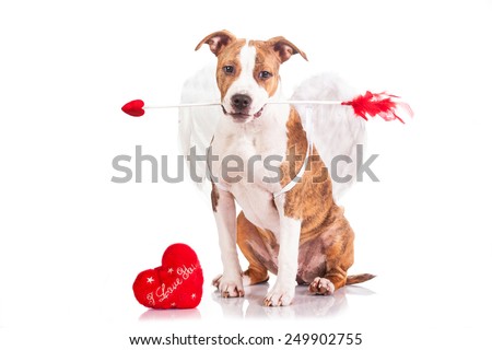American staffordshire terrier puppy dressed as a St Valentine's day cupid holding an arrow in his mouth American staffordshire terrier puppy dressed as a St Valentine's day cupid holding an arrow in his mouth