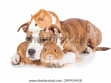 Funny portrait of american staffordshire terrier puppy with little rabbit and guinea pig
