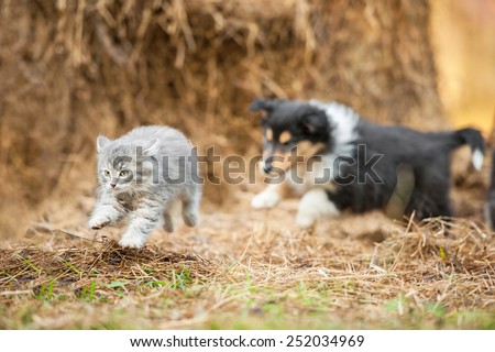 Rough collie puppy running behind little grey kitten