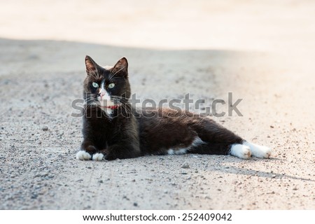 Adult black and white cat lying in the shade