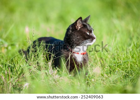 Adult black and white cat walking outdoors in summer