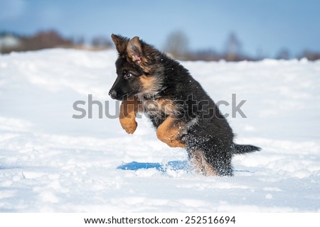 German shepherd puppy playing in winter