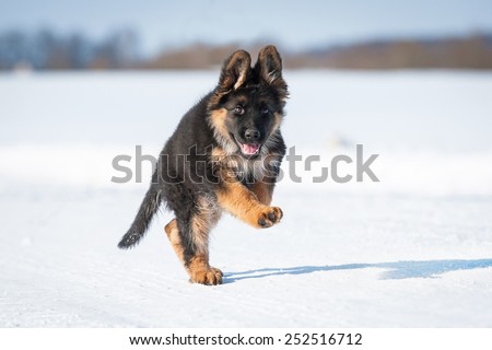 German shepherd puppy playing in winter