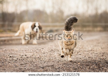 Saint bernard puppy running behind adult tabby cat
