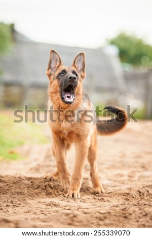 German shepherd dog barking