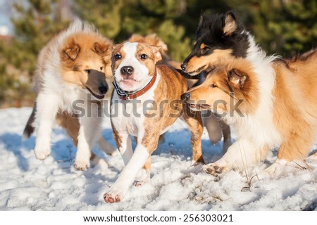 American staffordshire terrier puppy playing with rough collie puppies