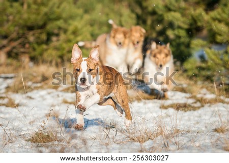 American staffordshire terrier puppy playing with rough collie puppies
