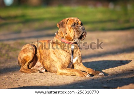 Boxer dog on obedience training