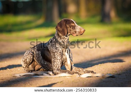 German pointer dog on obedience training