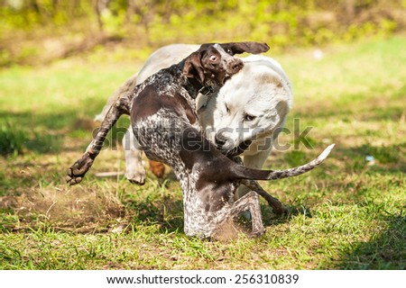 Central asian shepherd dog playing with german pointer dog
