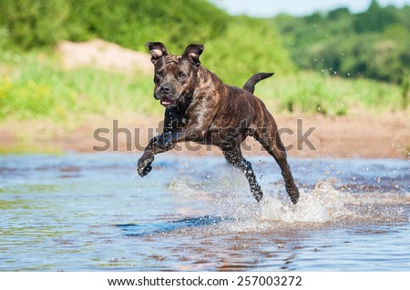 American staffordshire terrier dog jumping in water