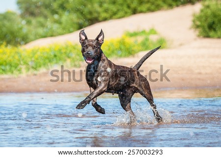 Happy american staffordshire terrier dog running in water
