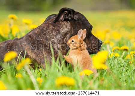 American staffordshire terrier dog with little rabbit on the field with dandelions