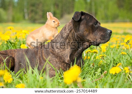 American staffordshire terrier dog with little rabbit sitting on its back