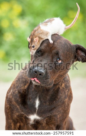 Funny american staffordshire terrier dog with a rat sitting on its head