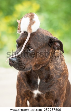 Funny american staffordshire terrier dog with a rat sitting on its head