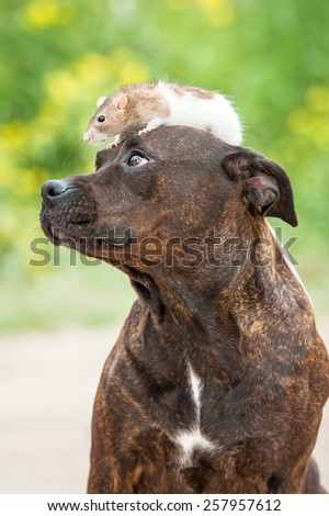 American staffordshire terrier dog with a rat sitting on its head