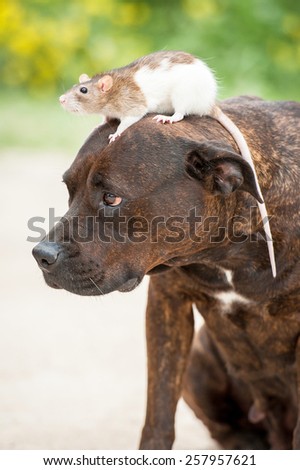 Rat sitting on the head of american staffordshire terrier dog