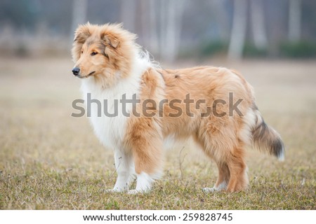 Rough collie dog in spring