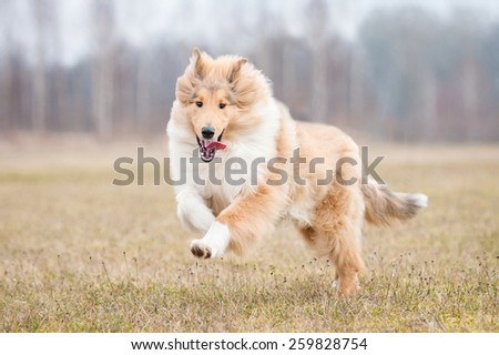 Rough collie dog running in spring