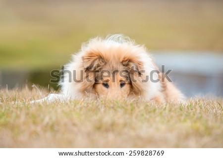 Portrait of rough collie dog lying on the lawn