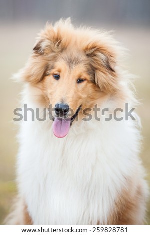 Portrait of smiling rough collie dog