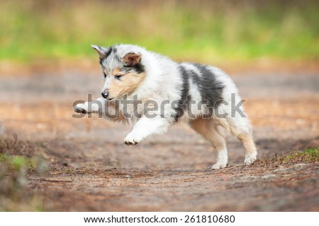 Marble rough collie puppy playing outdoors