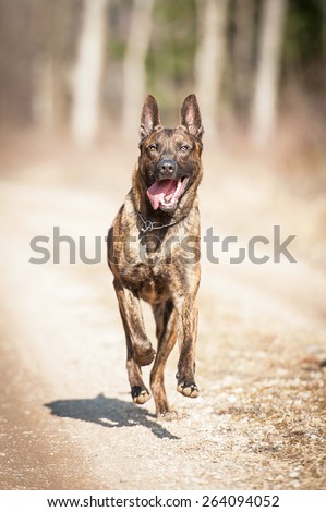 Dutch shepherd dog running