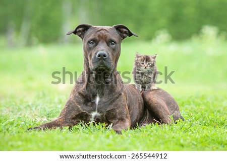 American staffordshire terrier dog with little kitten on its back