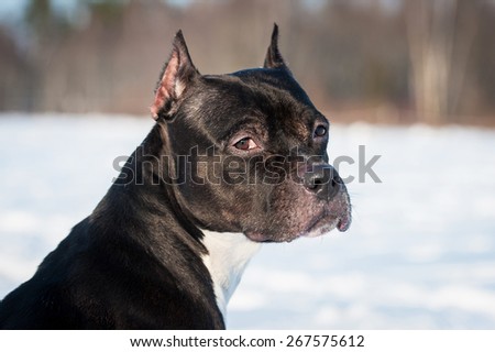 Portrait of american staffordshire terrier dog looking back