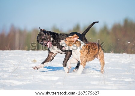 Two american staffordshire terrier dogs  playing in winter