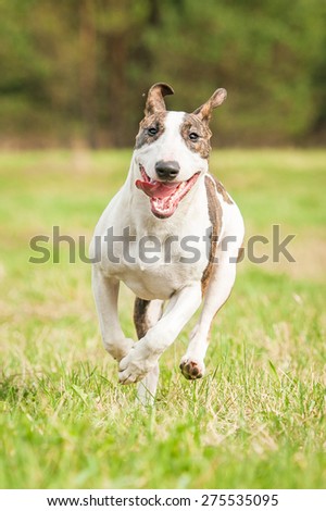 Funny bullterrier dog running in summer