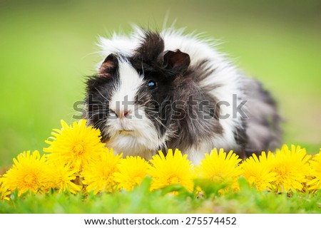Guinea pig sitting in dandelions in summer