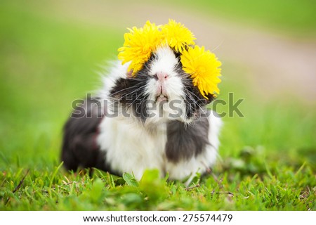 Guinea pig with wreath of dandelions on its head