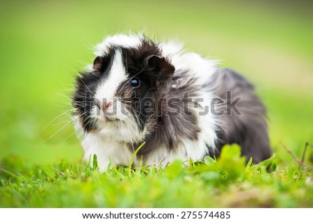 Guinea pig sitting outdoors in summer