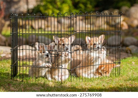 Litter of pembroke welsh corgi puppies sitting in a puppy cage
