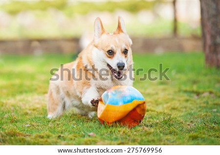 Pembroke welsh corgi dog playing with a ball