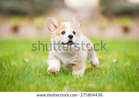 Pembroke welsh corgi puppy running