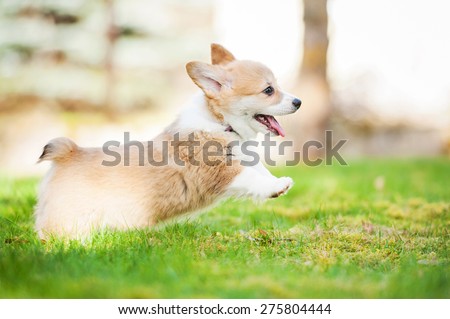 Pembroke welsh corgi puppy playing in the yard
