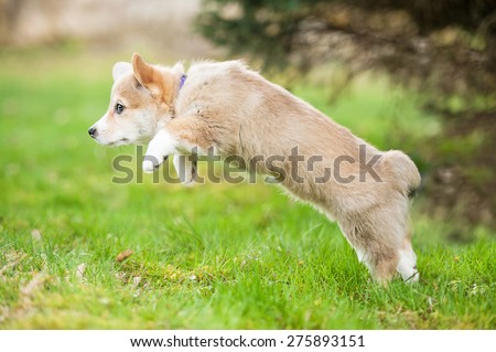 Pembroke welsh corgi puppy jumping
