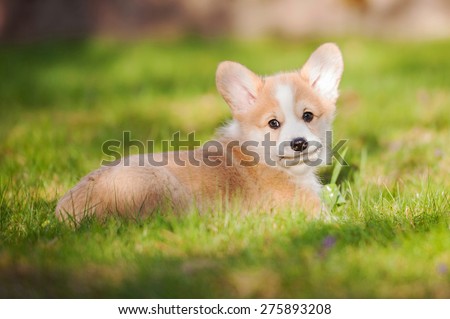 Pembroke welsh corgi puppy lying on the lawn