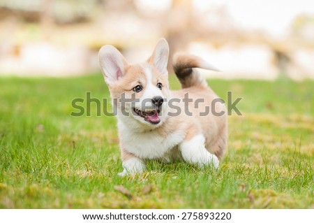 Pembroke welsh corgi puppy playing in the yard